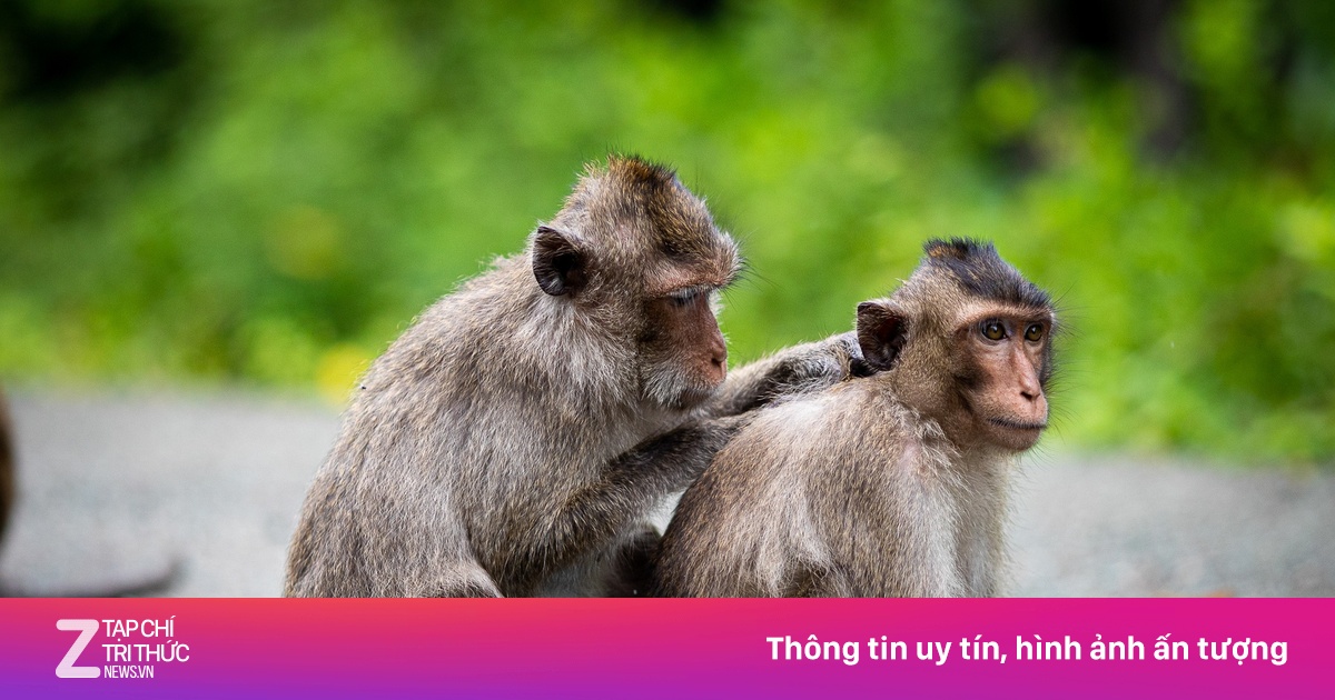 Khách tham quan Mũi Điện liên tiếp nhập viện vì bị khỉ cắn