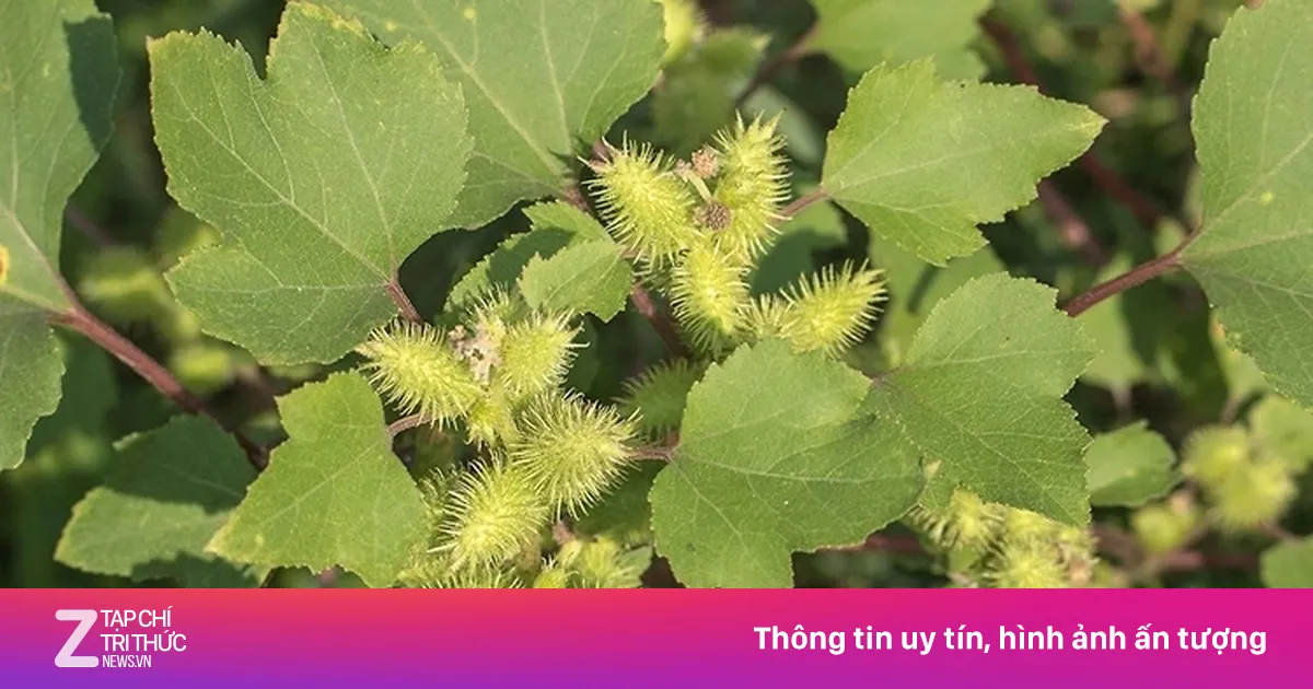 Ké đầu ngựa: Việt Nam có cây thuốc quý là khắc tinh của nhiều bệnh