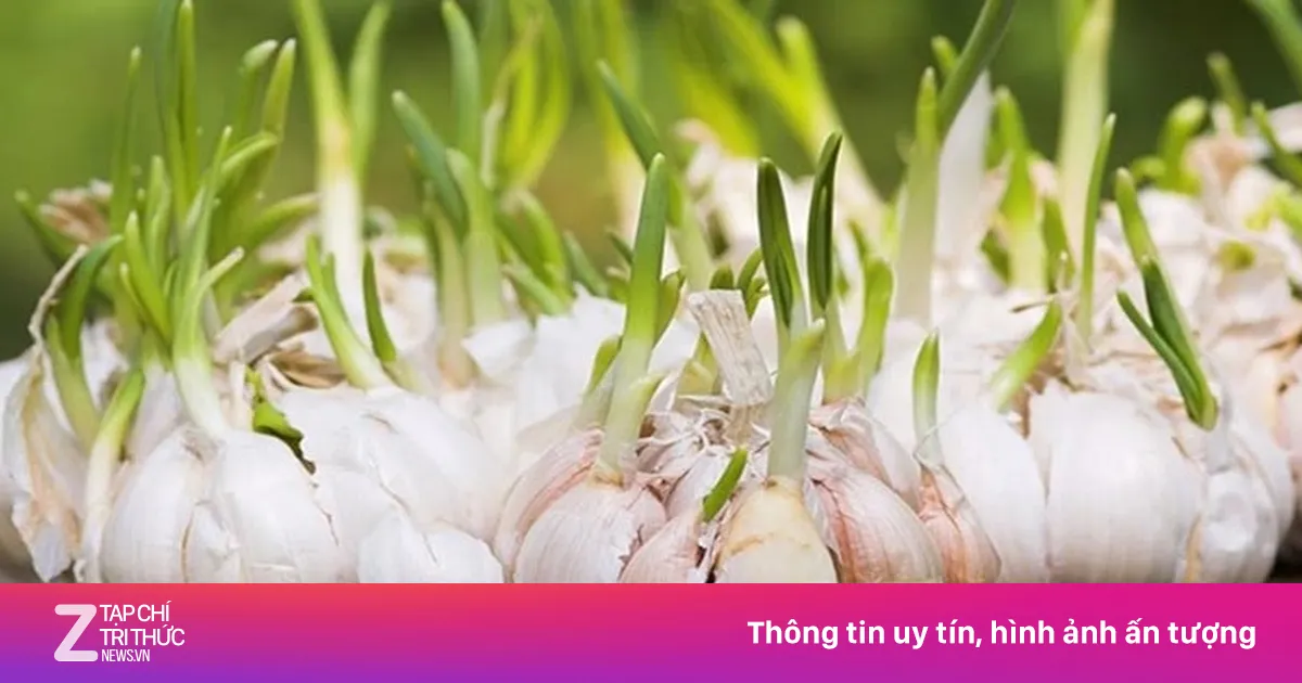 Tỏi mọc mầm có ăn được không?