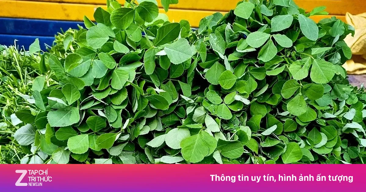 Cỏ cà ri: Thảo dược quý giúp giảm mỡ máu, ngừa ung thư hiệu quả