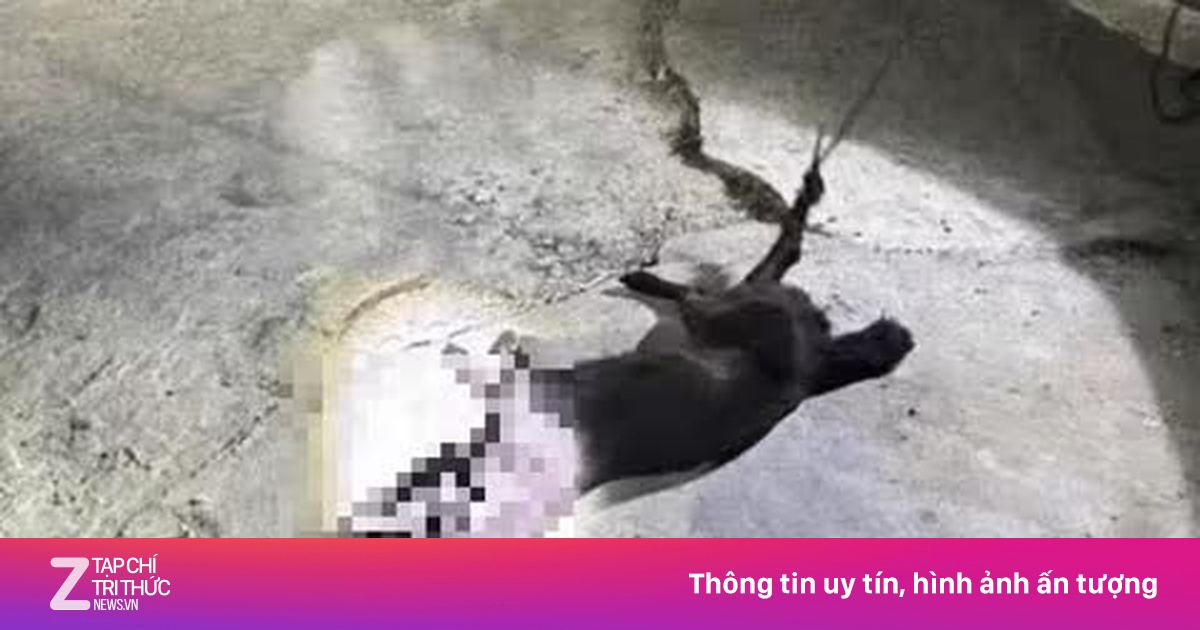 Chó hoang nghi bị dại cắn 12 người dân ở Lâm Đồng