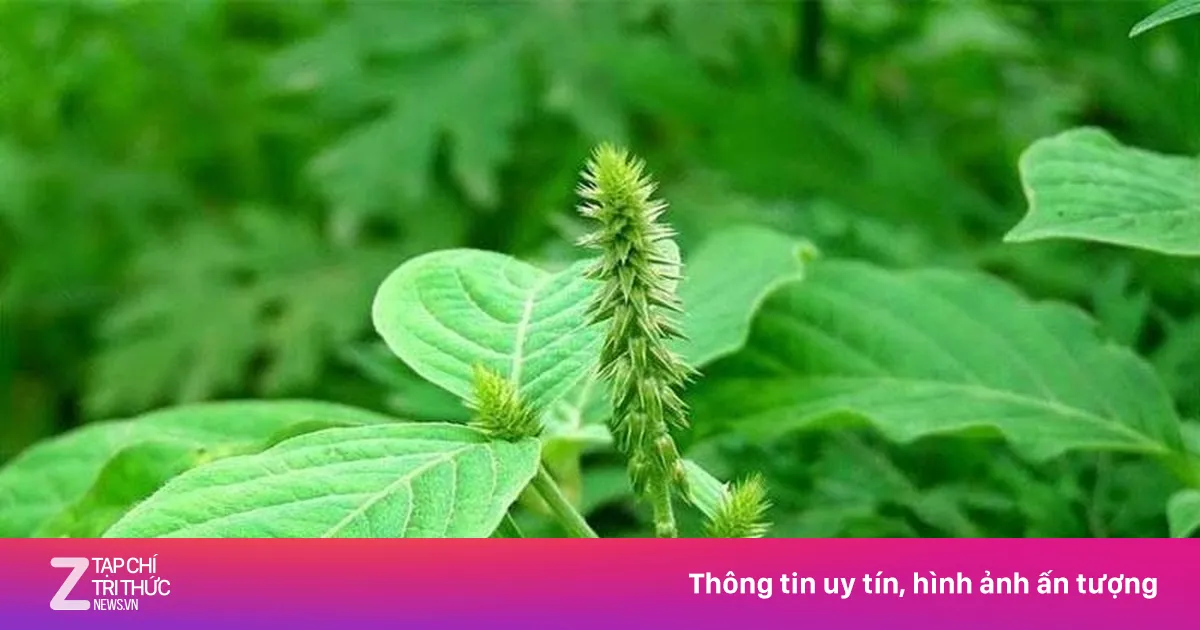 Việt Nam có cây thuốc quý mọc đầy vườn nhiều người không biết