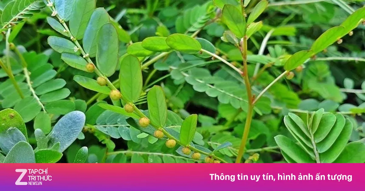 Việt Nam có cây thuốc quý, vừa dưỡng gan vừa hạ mỡ máu