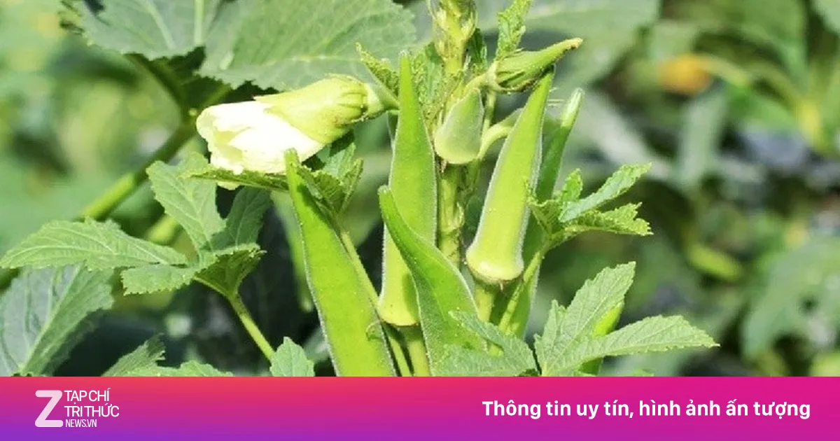 Thứ quả được ví như 'vị thuốc đại bổ', ăn vào tim khỏe, ngừa ung thư