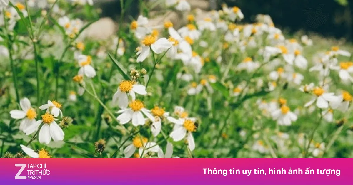 Việt Nam có cây thuốc quý thường mọc dại ven đường, lại hay bị ngó lơ