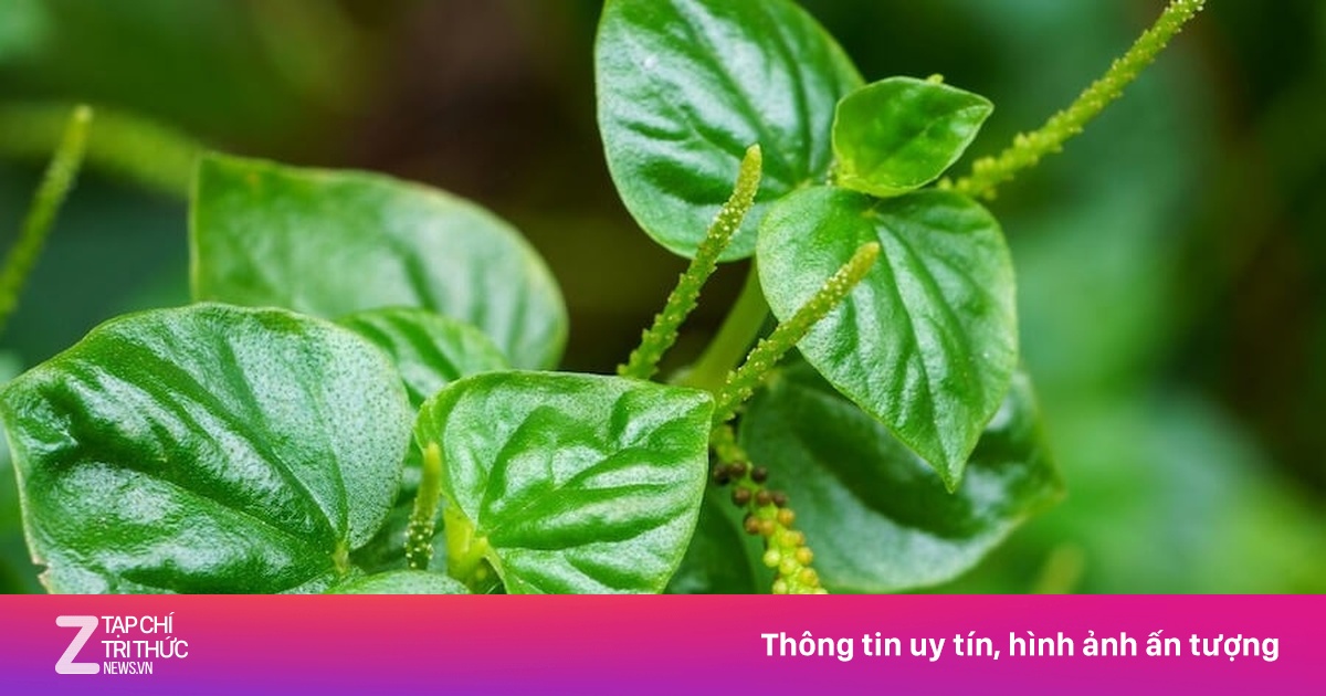 Cây thuốc quý không trồng vẫn mọc um tùm, bổ dưỡng chẳng kém nhân sâm ...