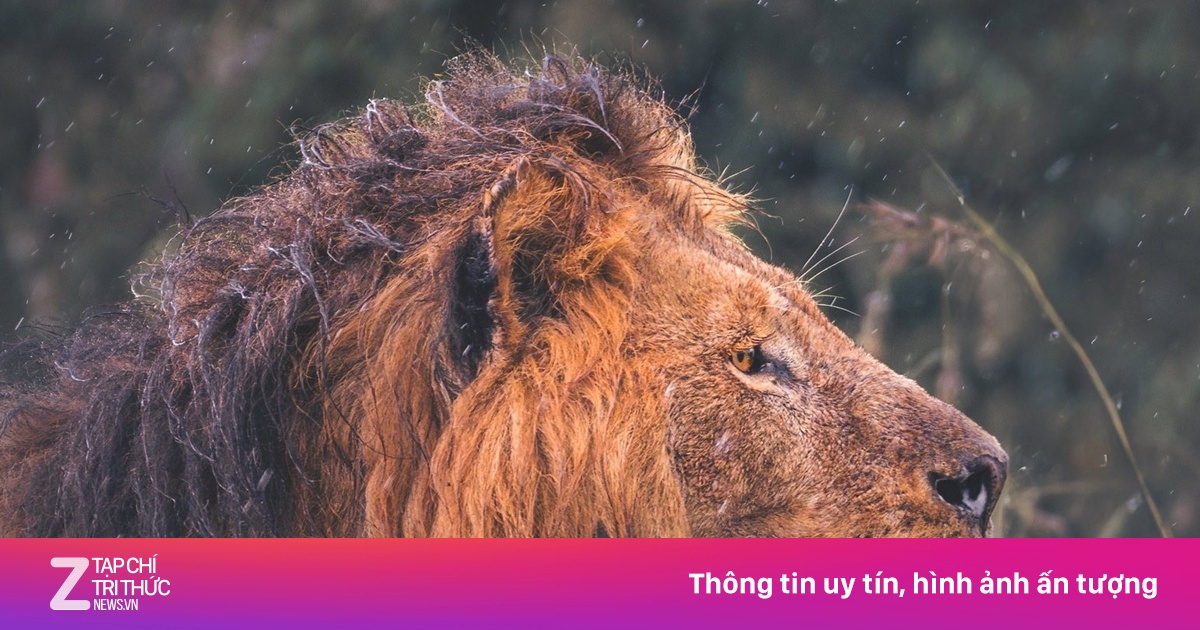 Fan Trung Quốc thuê thám tử điều tra cái chết của 1 con sư tử ở Kenya