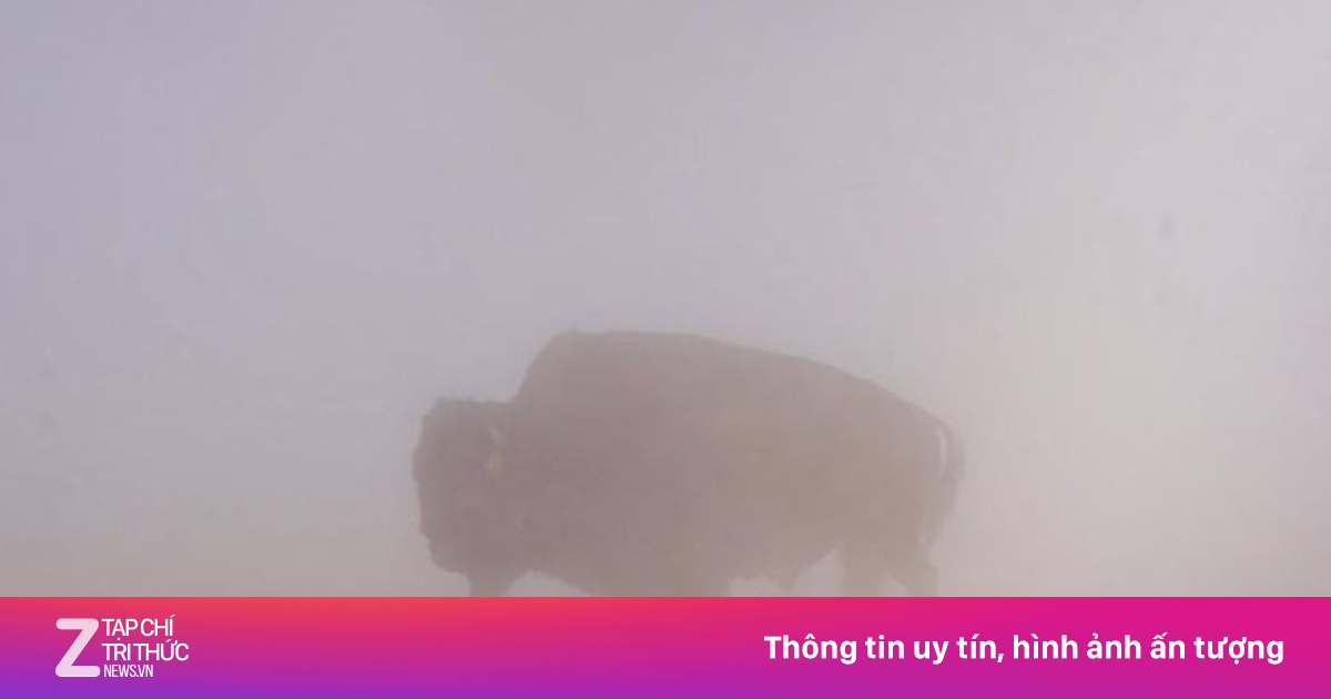 Bò rừng bị luộc chết trong suối nước nóng hút khách du lịch ở Mỹ