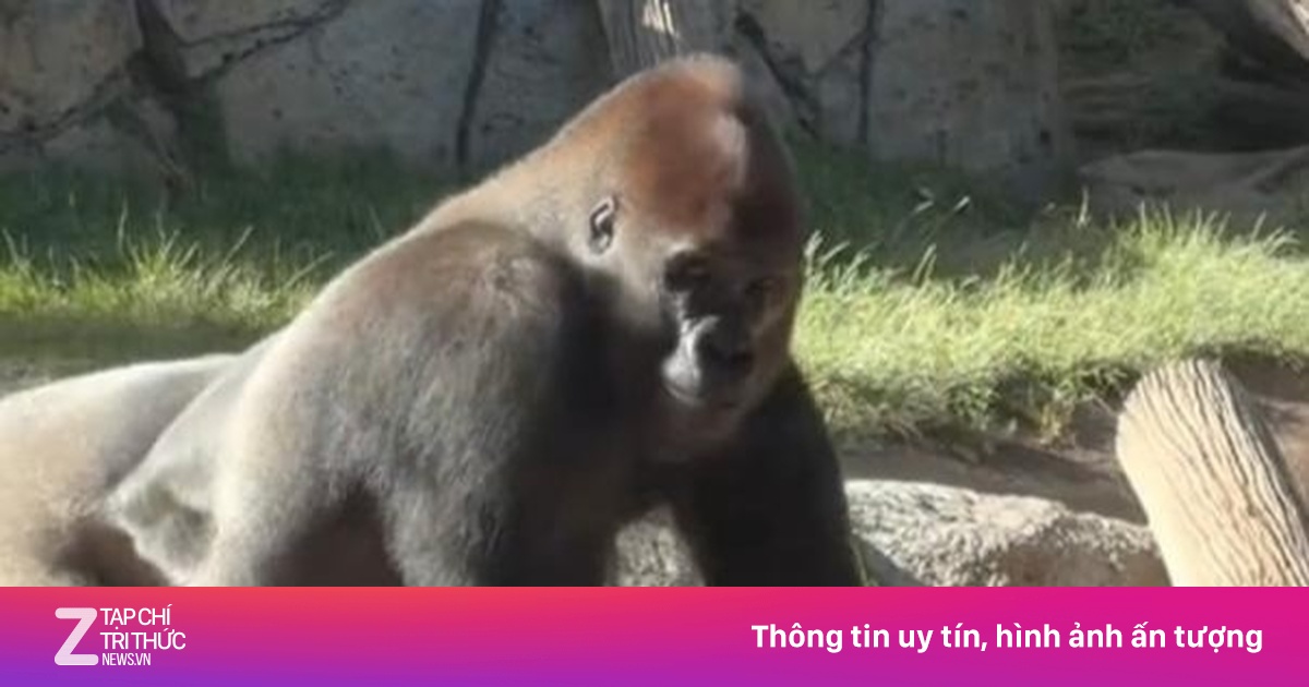 Khỉ đột đập vỡ kính cường lực 3 lớp, du khách la hét bỏ chạy ở Mỹ