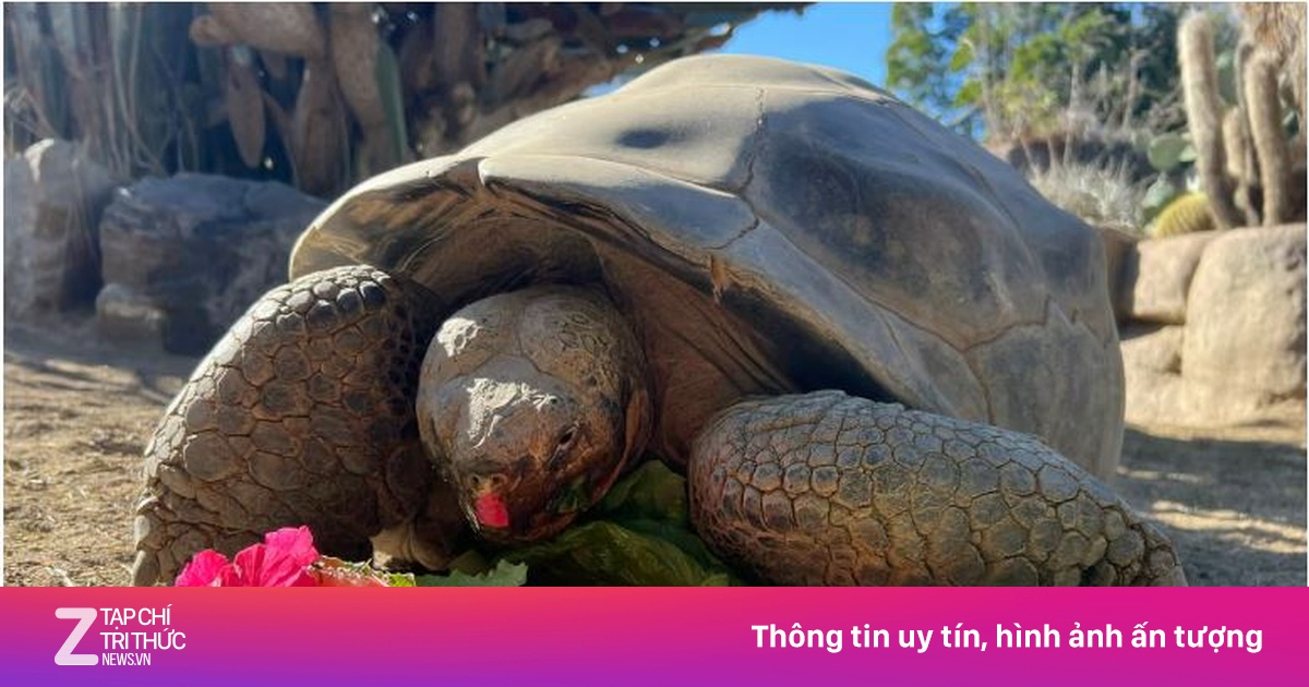 Cụ rùa sống qua hai thế chiến qua đời | Znews.vn