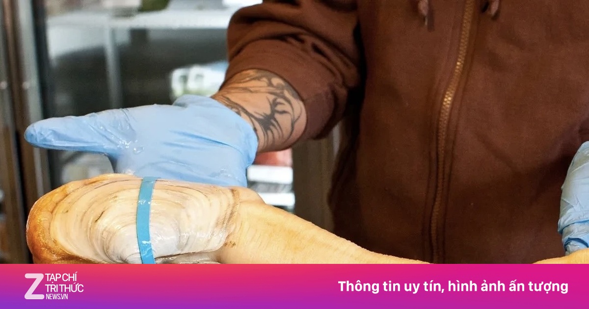 Ốc vòi voi Mỹ hết đường sang Trung Quốc