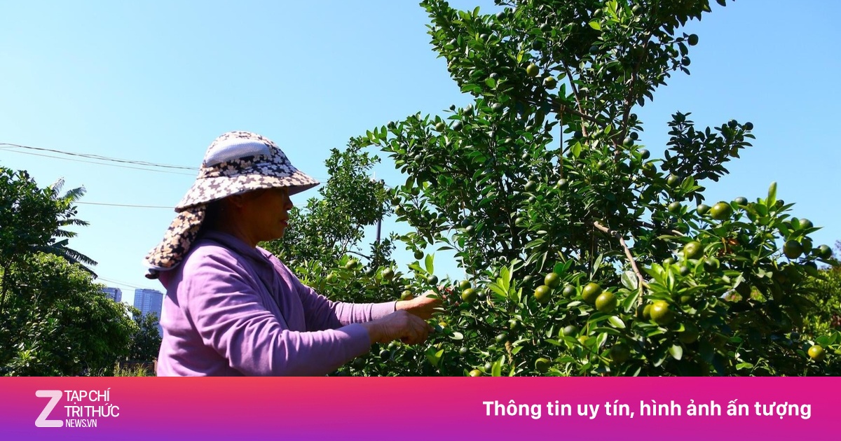 Khách xuống tiền đặt cọc sớm quất Tết Bính Ngọ vì lo 'cháy hàng'