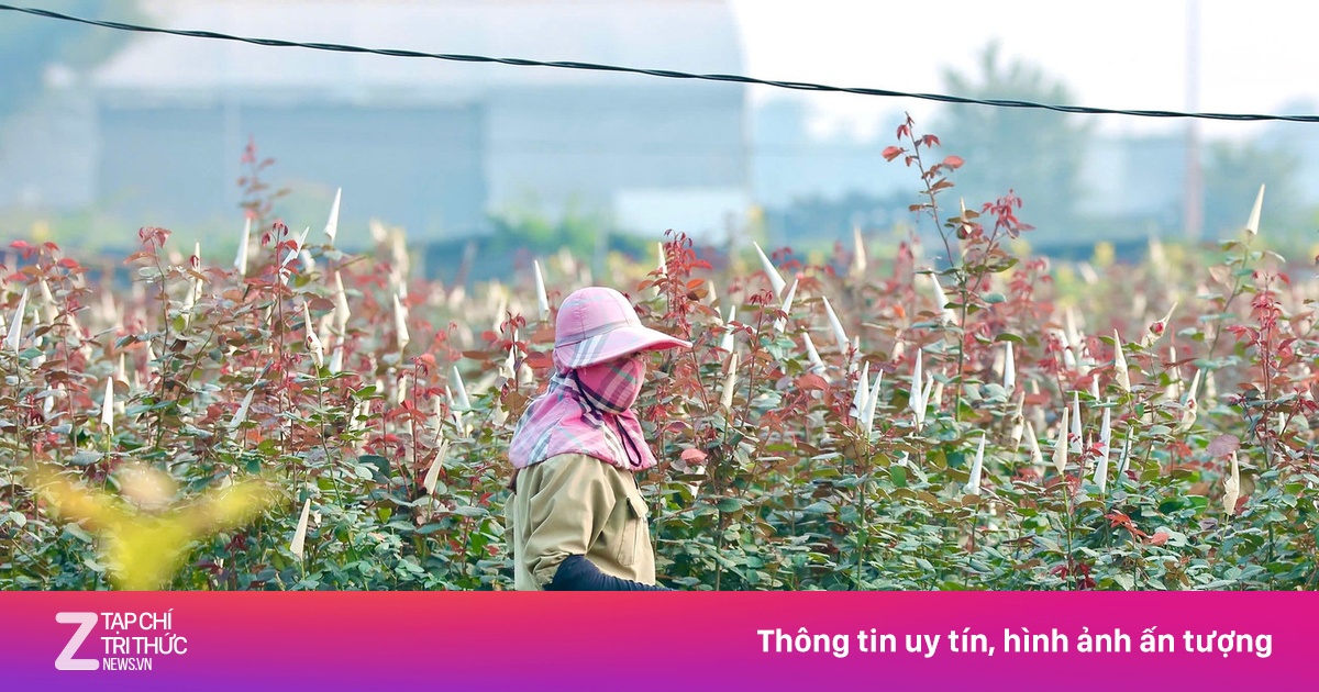 Thủ phủ hoa phía Bắc 'chạy nước rút' vụ Tết