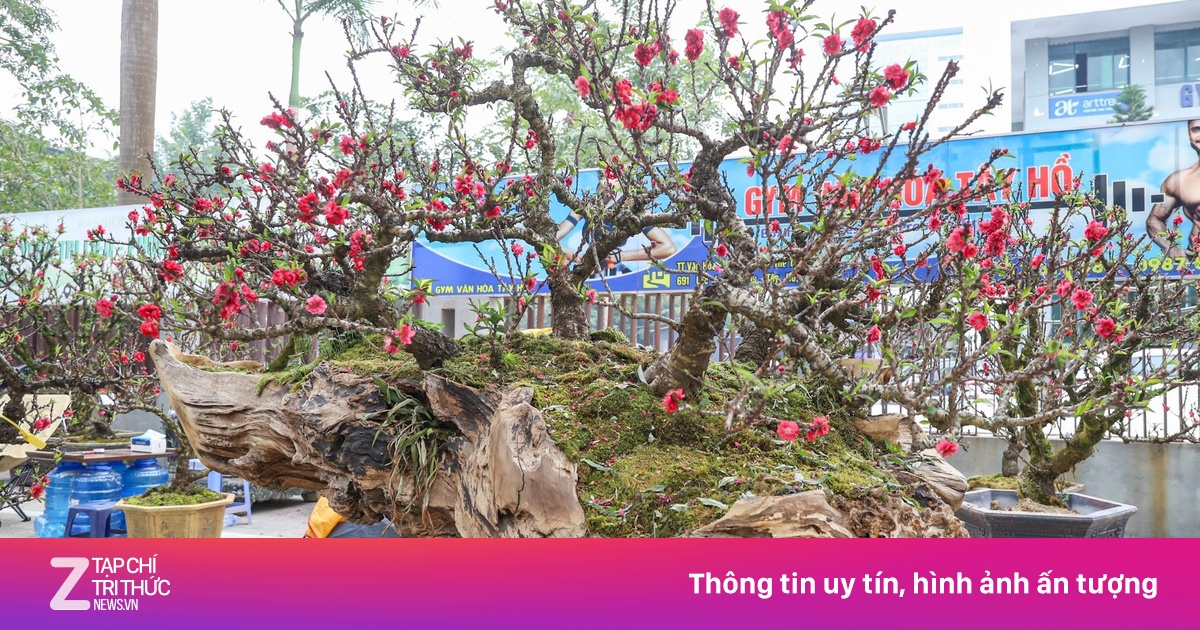 Độc lạ cặp đào thất thốn leo gỗ hoàng đàn giá gần 1 tỷ đồng