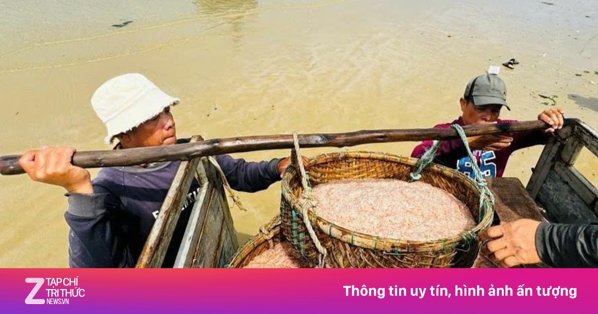 Ruốc đỏ au xuất hiện dày đặc ở vùng biển gần bờ, ngư dân bội thu