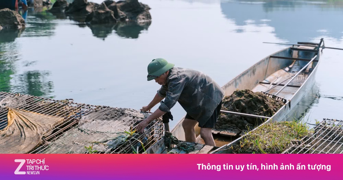 Cận cảnh vùng nuôi cá trắm sông Son 'đặc sản' Phong Nha