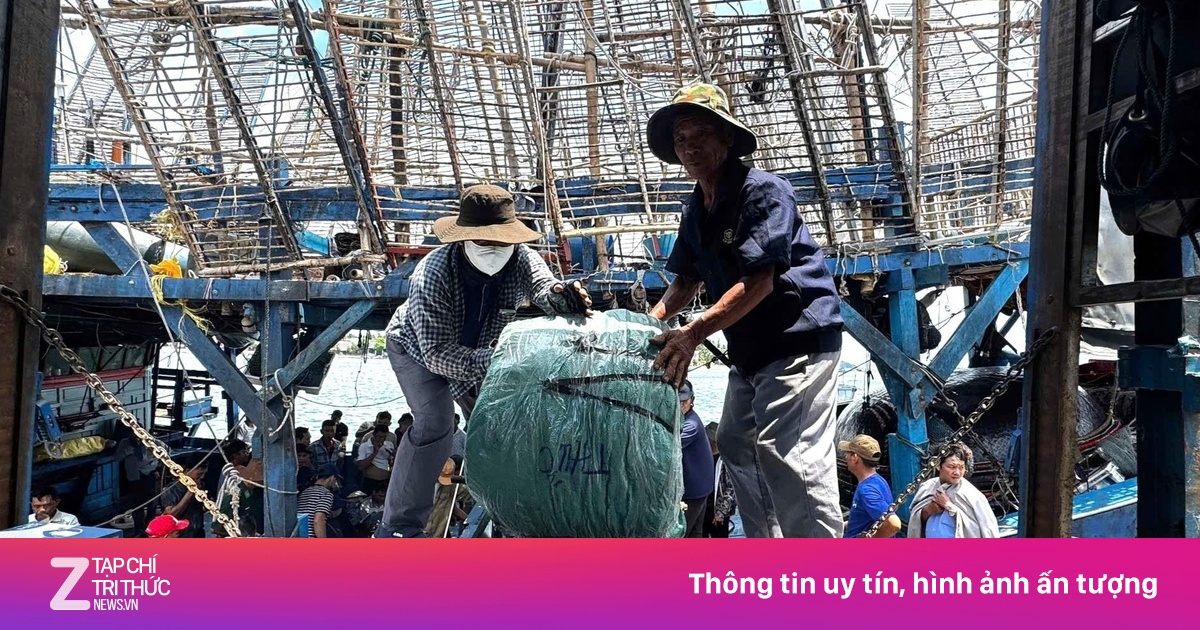 Ngư dân Quảng Ngãi 'thắng lớn' nhờ giá mực xà cao kỷ lục