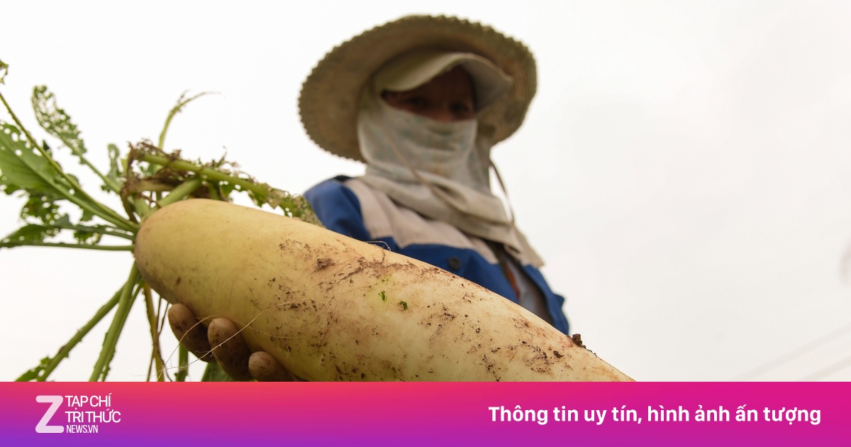 zingnews.vn