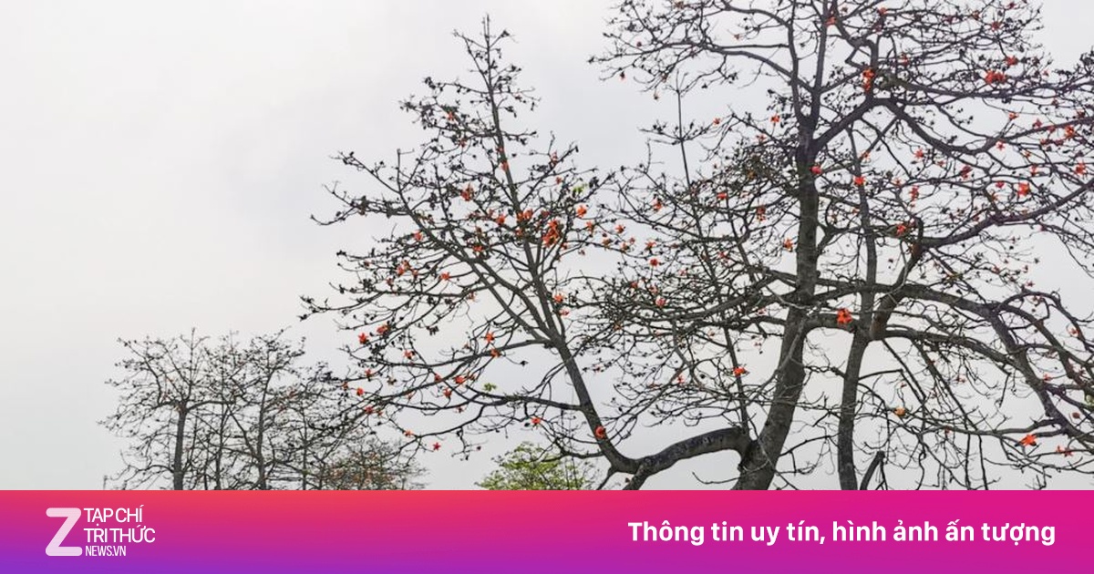 Hàng cây hoa gạo nổi tiếng Hà Nam bị chặt cành sau khi cấm thu phí