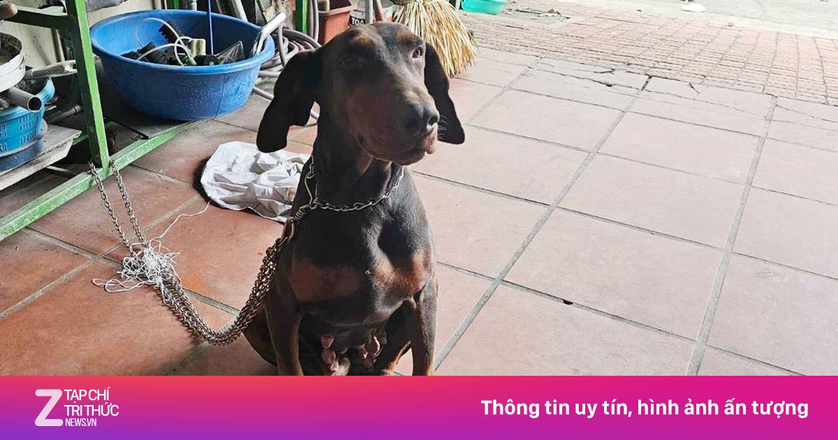Lĩnh án tù vì nuôi chó dữ | Znews.vn