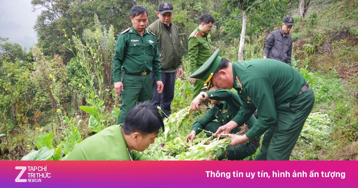 Phát hiện gần 1.000 cây thuốc phiện trong vườn rau cải tại Hà Giang