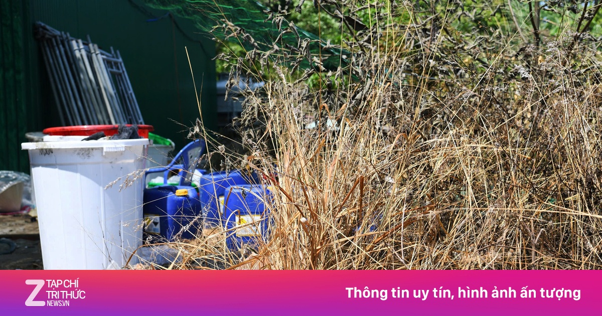 Cây cối chết khô, lá vàng úa quanh xưởng sản xuất 1,4 tấn ma túy