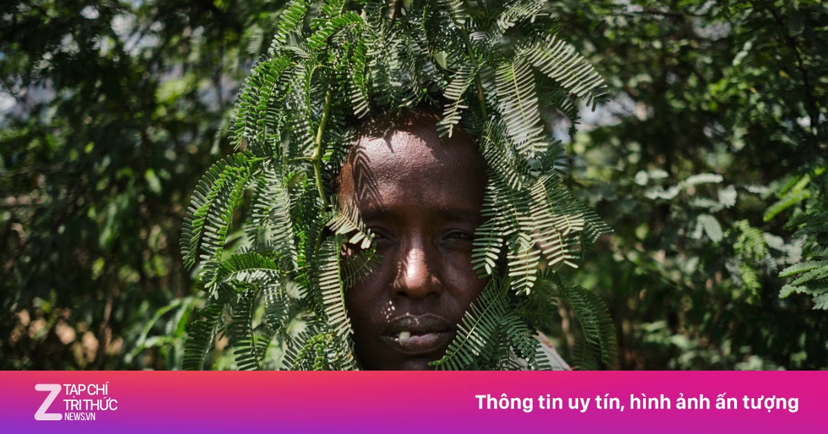Cây chống sa mạc hóa biến thành hiểm họa sinh thái ở Kenya