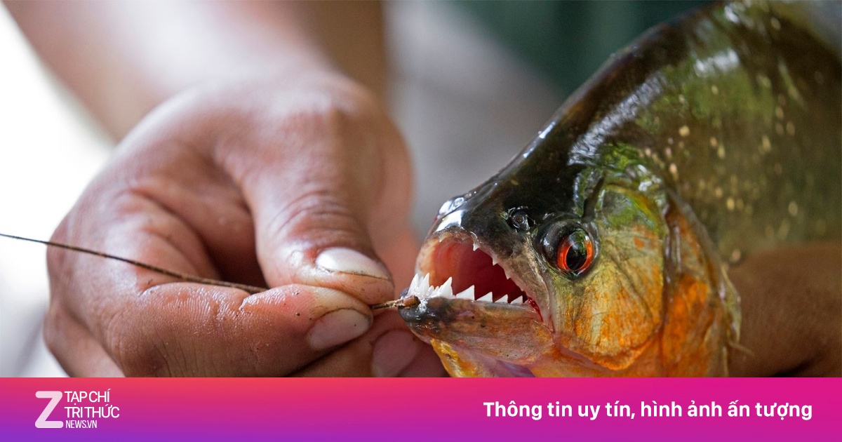 Bạn có biết: Đây là những loài cá nước ngọt đáng sợ nhất