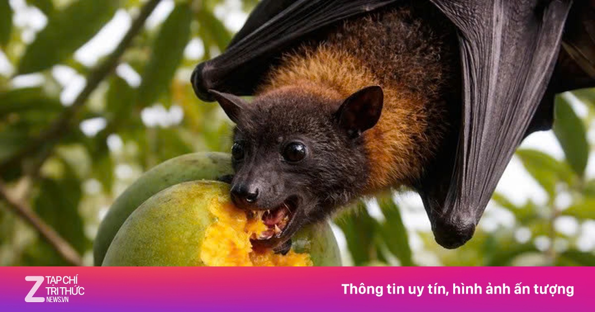 Phòng tránh virus Nipah, khi ăn hoa quả phải nhớ 2 việc quan trọng