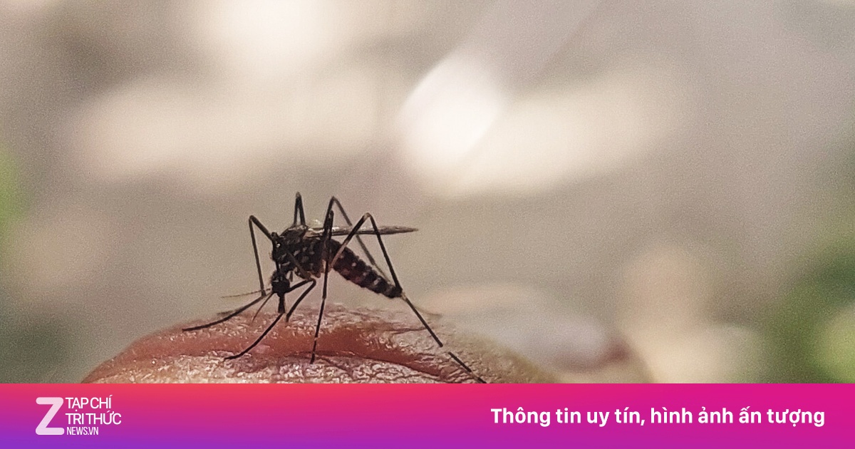 Bệnh sốt xuất huyết Dengue ở trẻ em: Dấu hiệu nhận biết sớm