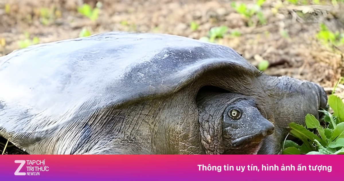 Những loài động vật chỉ còn vài cá thể, quý hiếm nhất hành tinh