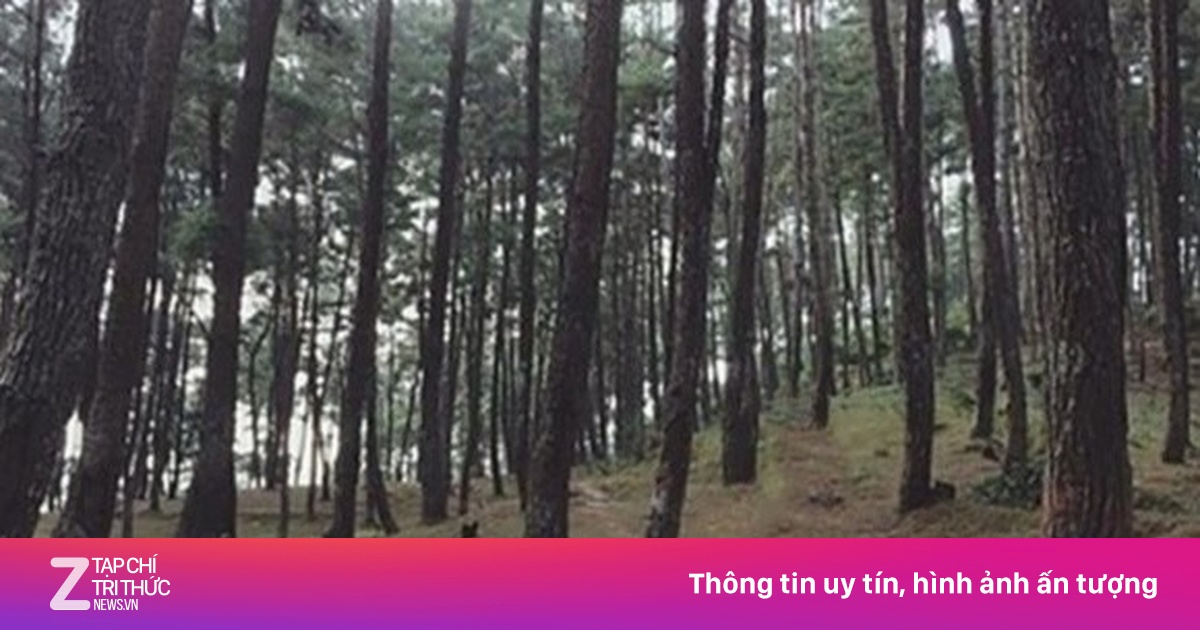 zingnews.vn