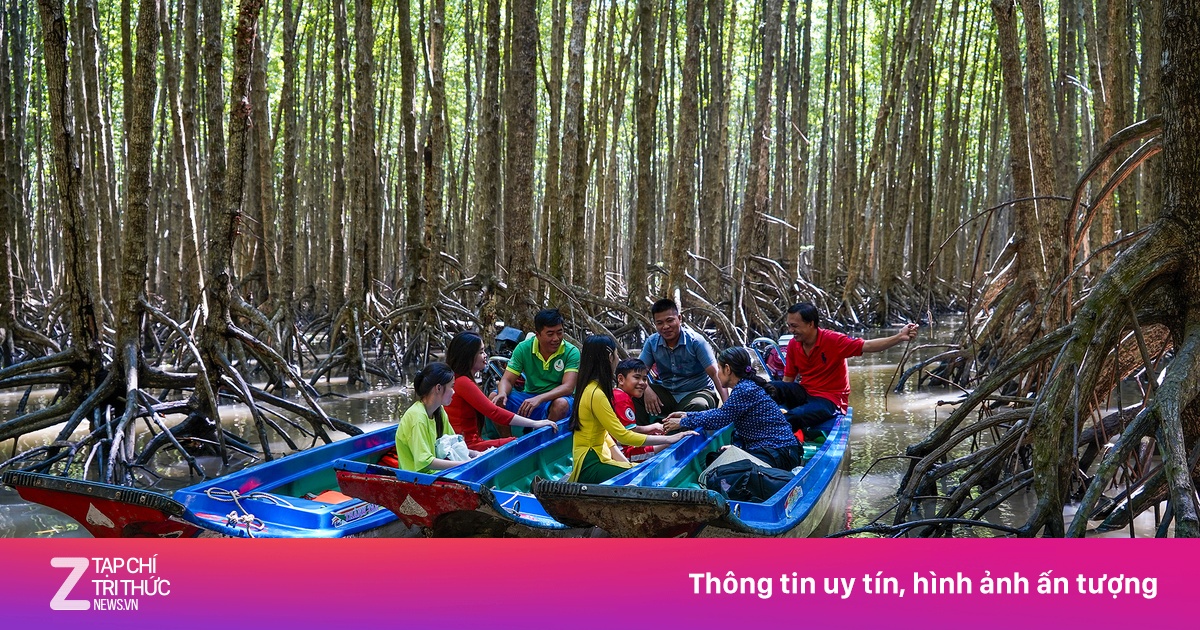 Cuộc trải nghiệm 'kỳ thú' dưới tán rừng ngập mặn vùng Đất Mũi | Znews.vn