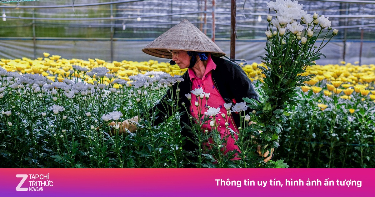 Trái cây, rau củ, hoa Tết bắt đầu nhích giá