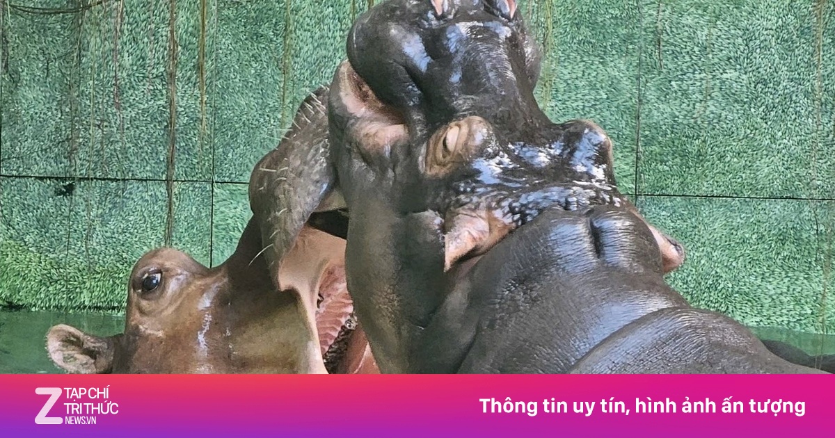 'Cụ' hà mã nổi tiếng Thảo Cầm Viên qua đời