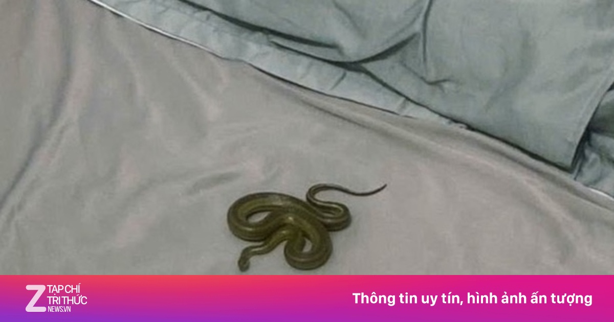 Lan truyền hình ảnh rắn rơi ra từ máy lạnh, bò lên giường lúc nửa đêm