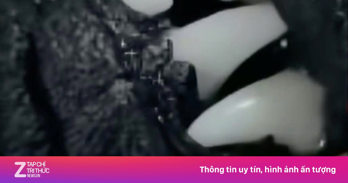 Livestream nhổ răng chó đen làm vật trừ tà gây phẫn nộ ở Trung Quốc
