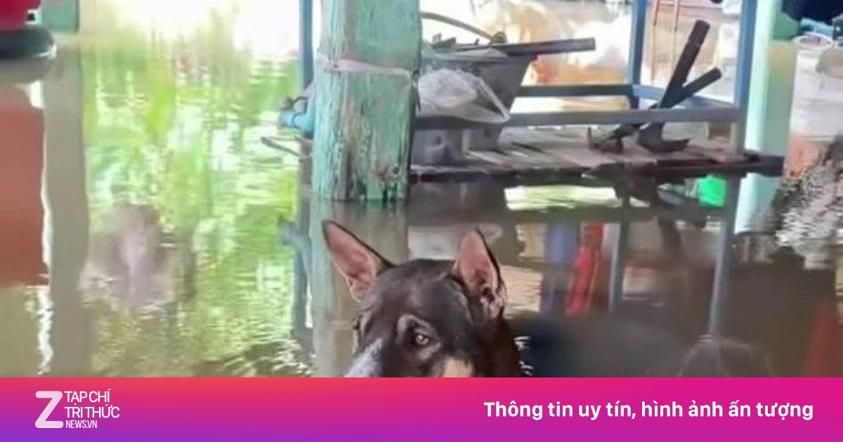 Thực hư vụ 'chủ vội chạy lũ quên tháo xích cho chó cưng'