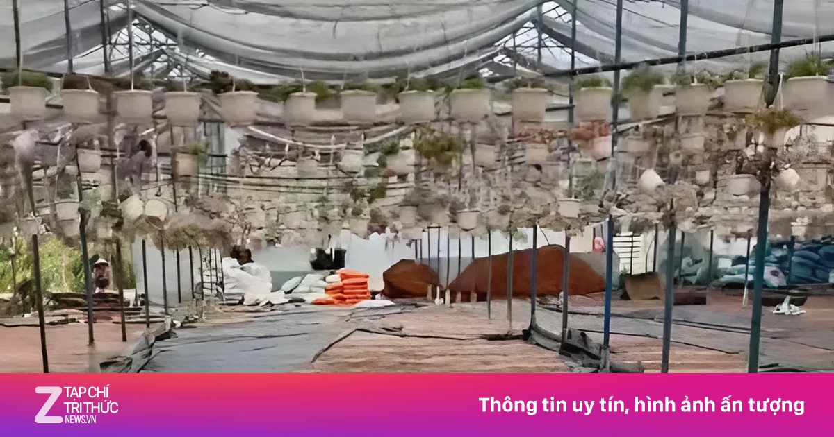 Vườn sen đá tiền tỷ 'bay màu' trong chốc lát vì lũ dữ ở Đà Lạt
