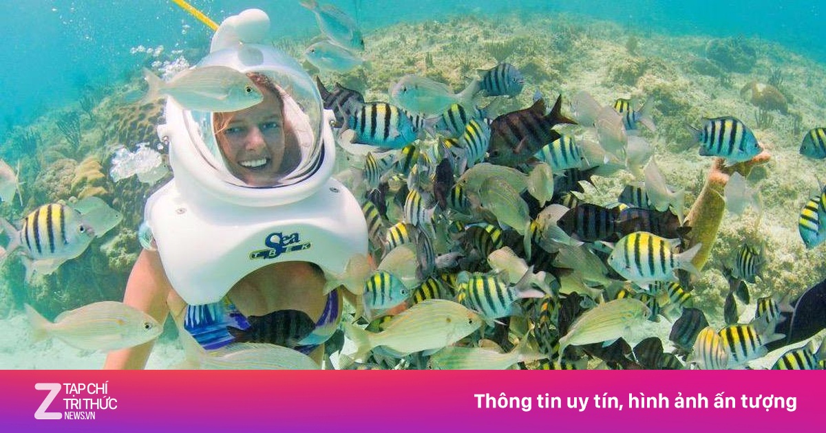 Trải nghiệm đi bộ với cá, rùa và ngắm vẻ đẹp dưới đáy biển | Znews.vn