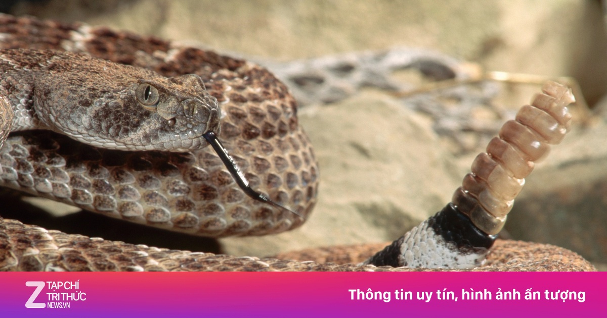 Loài rắn độc có thể rung đuôi suốt 3 tiếng đồng hồ - Tư vấn - ZNEWS.VN