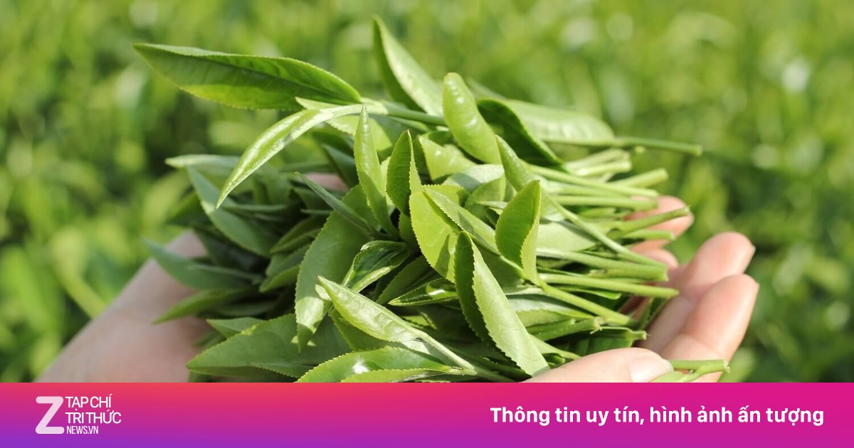 Loại cây từng được nước Mỹ 'chọn mặt gửi vàng
