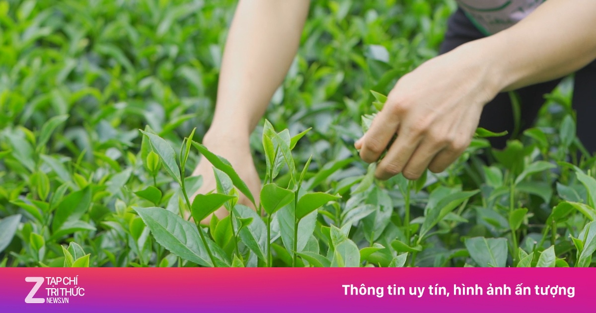 Cuốn Sách Khám Phá Hành Trình Vạn Lý Và Văn Hóa Trà Cổ Xưa
