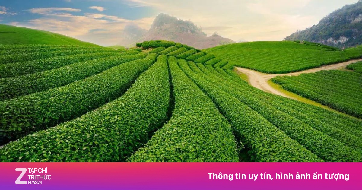 Thị trường và cuộc chiến về nguồn cung của trà
