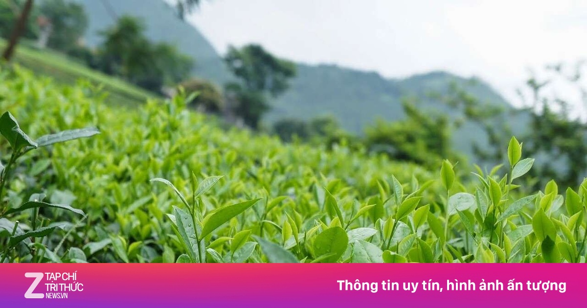 Cuộc Chiến Lá Trà Thế Kỷ 19: Cạnh Tranh Khốc Liệt Giữa Châu Á Và Thuộc Địa