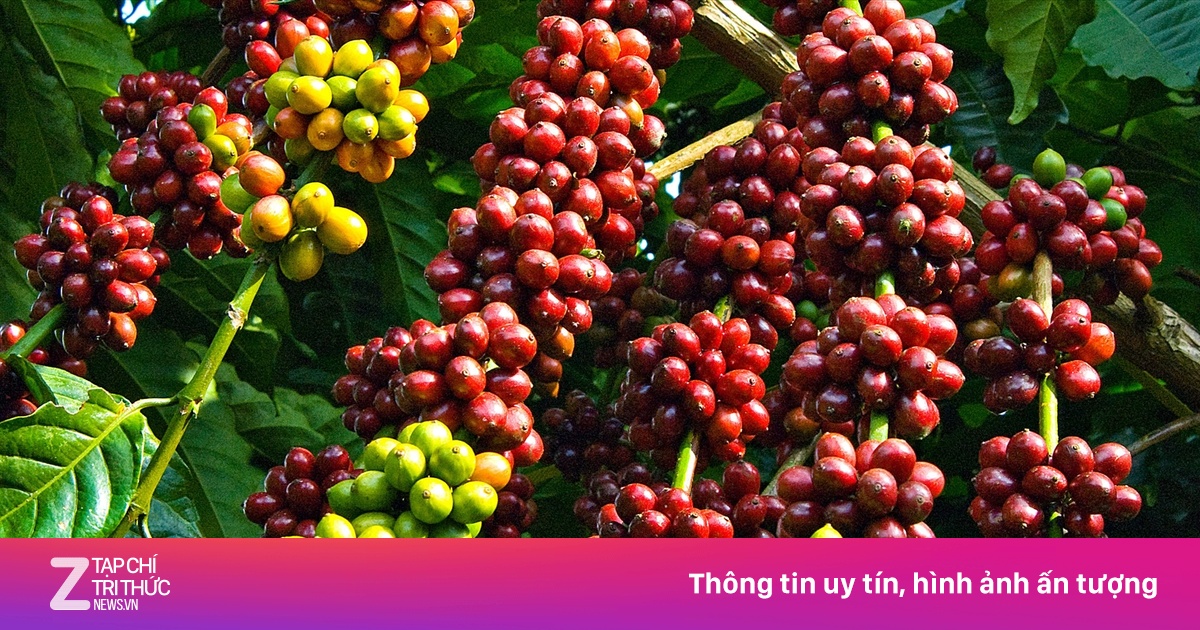Thổ nhưỡng thích hợp cho cây cà phê