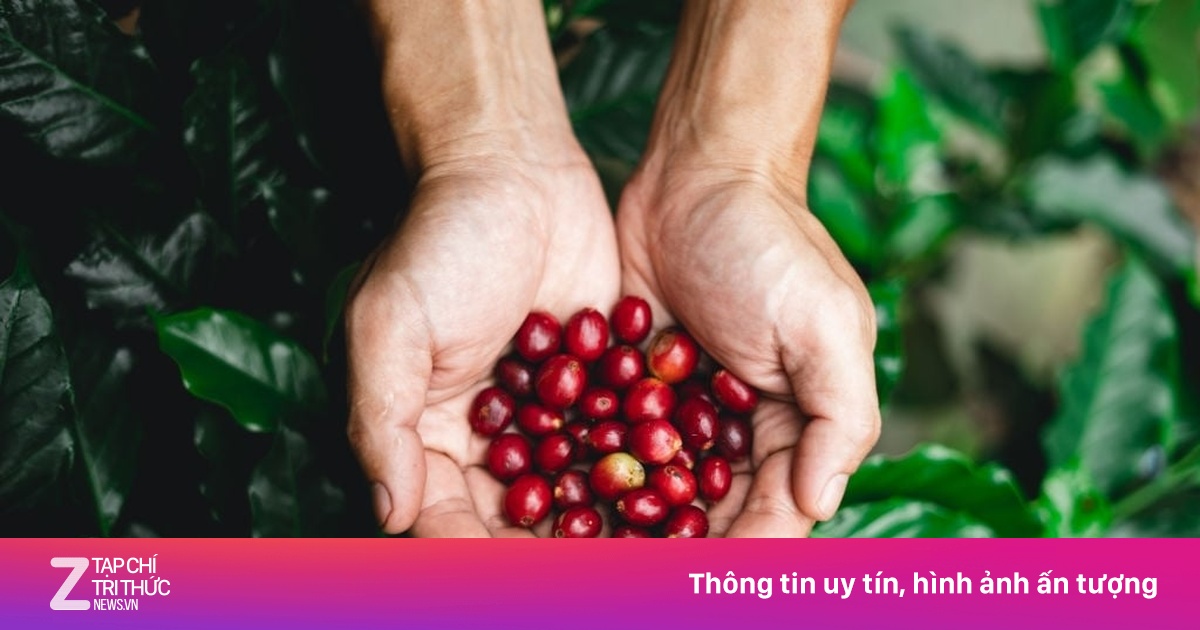 Hành Trình Cây Cà Phê: Từ Vùng Đất Hoang Dã Đến Đồn Điền Thịnh Vượng Khắp Châu Á - Thái Bình Dương
