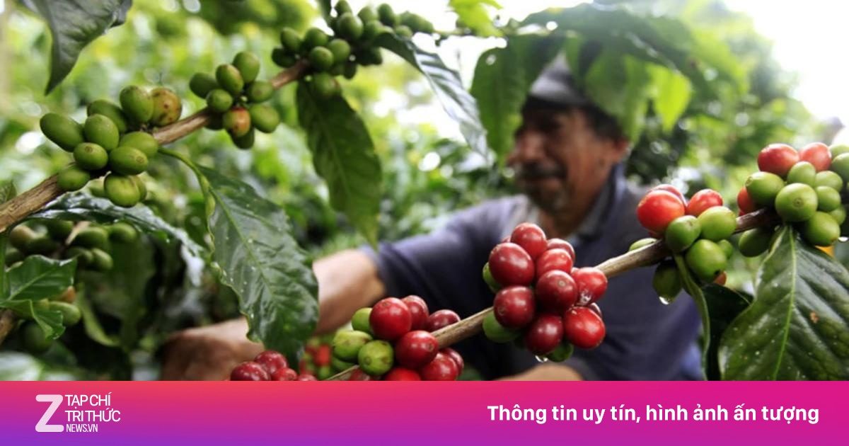 Hành trình cây cà phê đến châu Mỹ: Từ một cây duy nhất đến đế chế Brazil