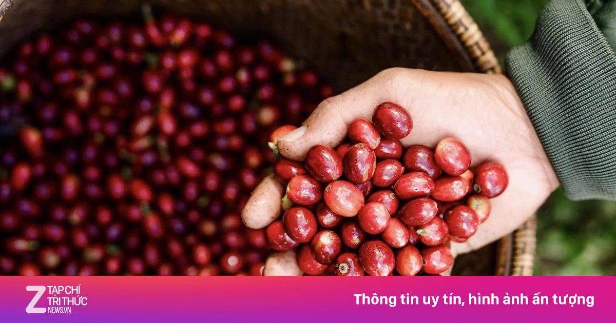 Khám phá cấu tạo kỳ diệu bên trong quả cà phê và hành trình từ trái đến tách