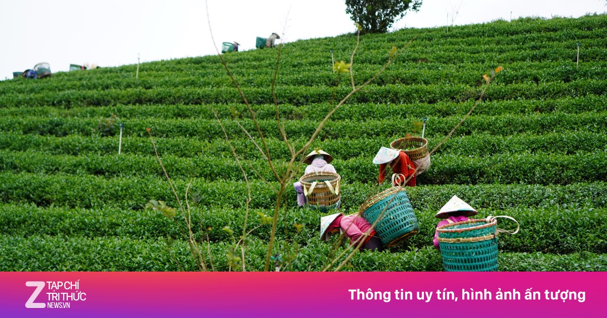 Bài toán nhân lực của ngành sản xuất trà khiến người Mỹ vỡ mộng